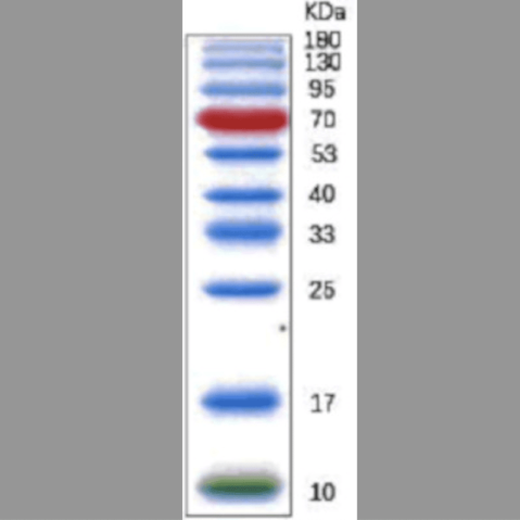 IgG secondary antibody 0.1mL